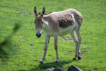 Onager - ungulate outside in the paddock.