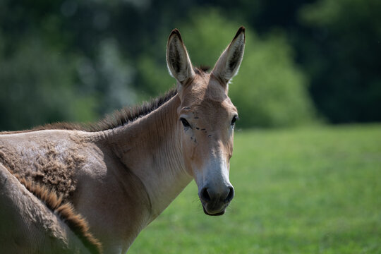 Onager - ungulate outside in the paddock.