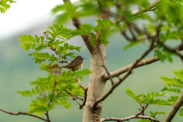 little bird singing on the tree in massvassbu in the fjord of andalsnes in norway