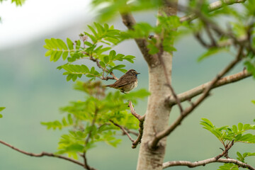little bird singing on the tree in massvassbu in the fjord of andalsnes in norway