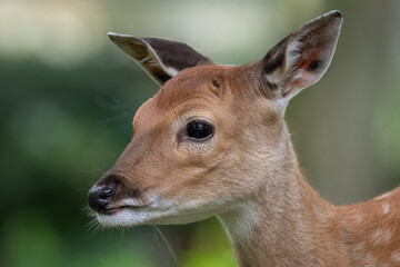 Detail of a doe's head in nature.