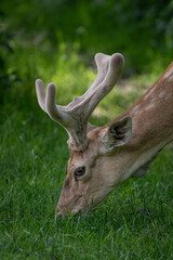 Close-up of the head of a young male fallow deer on a pasture.