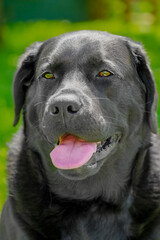 Black labrador retriever close-up outdoors. Pet, an adult dog.