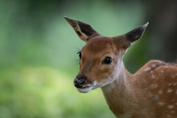 Detail of a doe's head in nature.