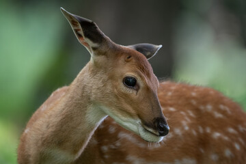 Detail of a doe's head in nature.