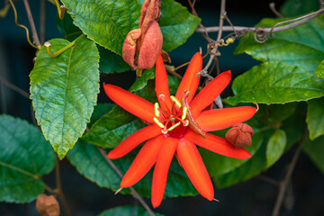 Passiflora coccinea (Red passion flower) blooming at farm