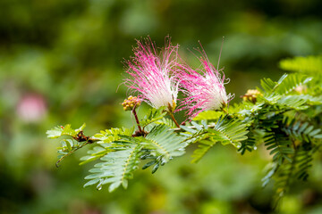 Close-up of Calliandra surinamensis, Hawaii