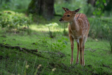 A female Vietnamese sika deer stands in the forest.