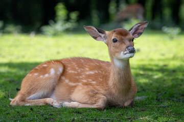 Obraz premium A female Vietnamese sika deer lies on the grass.