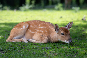 A female Vietnamese sika deer lies on the grass.