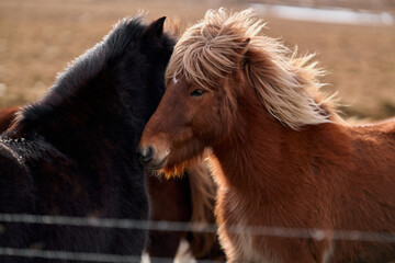 Beautiful icelandic horse with a blonde mane nuzzling a black horse in a field