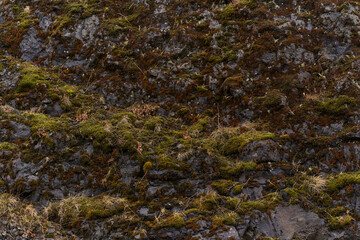 Moss growing on volcanic rock creating beautiful natural texture