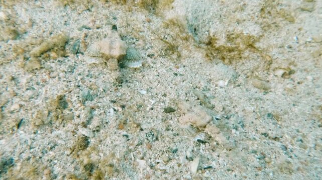 Scuba diving, snorkeling with two seamoths, Pegasidae swimming in shallow water in coral reef in the Red Sea in egypt, no people, 25% slow-motion

