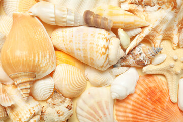 Different sea shells on beige background, closeup