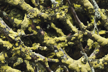 moss covered branches background wall texture pattern seamless wallpaper