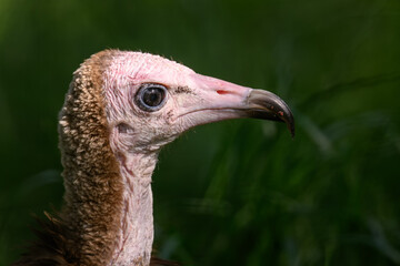 Close-up on the head of a capuchin vulture outdoors in nature.