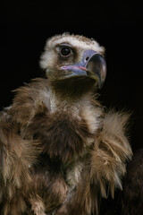 Vulture brown portrait with black background.