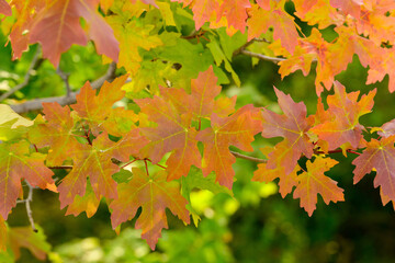 Fall colors in the mountains