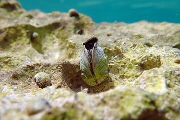 Endemic freshwater clam in Ohrid  lake, underwater photography - Dreissena sp.