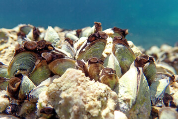 Endemic freshwater clam in Ohrid  lake, underwater photography - Dreissena sp.