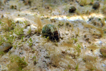 Freshwater and brackish water snail - Theodoxus fluviatilis (rare image)