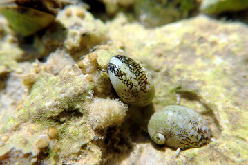 Freshwater and brackish water snail - Theodoxus fluviatilis (rare image)