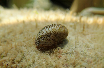 Freshwater and brackish water snail - Theodoxus fluviatilis (rare image)