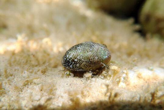 Freshwater and brackish water snail - Theodoxus fluviatilis (rare image)