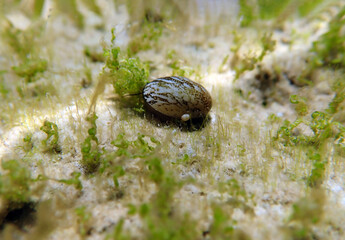 Freshwater and brackish water snail - Theodoxus fluviatilis (rare image)