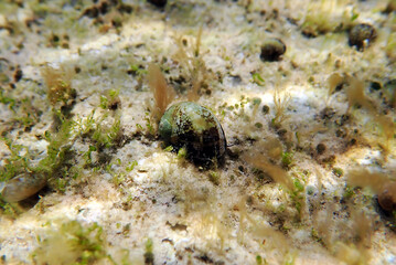 Freshwater and brackish water snail - Theodoxus fluviatilis (rare image)