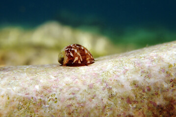 Freshwater and brackish water snail - Theodoxus fluviatilis (rare image)