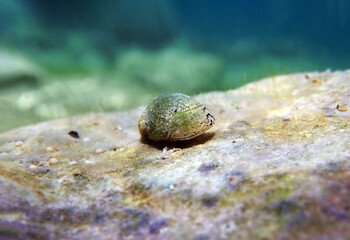 Freshwater and brackish water snail - Theodoxus fluviatilis (rare image)