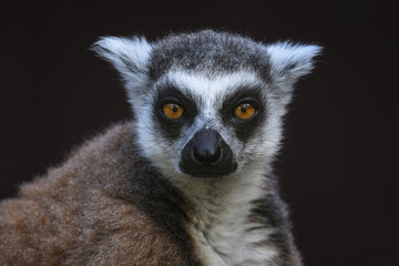 Portrait of a lemur monkey with a dark background. © lapis2380