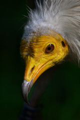 Vulture scavenger portrait with dark background.