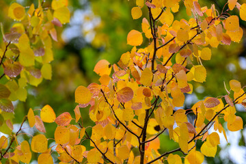 Fall colors in the mountains