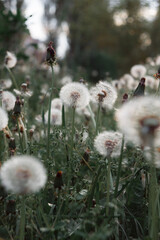Obraz premium Dandelion white flowers in green grass. Realistic high quality photo. Dandelion seeds close up. Medicinal field plants. Ethnoscience. Selective focus. Soft evening light.