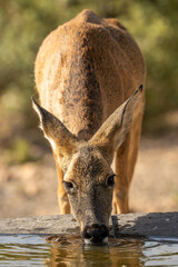 Roe deer (Capreolus capreolus) photographed in Spain