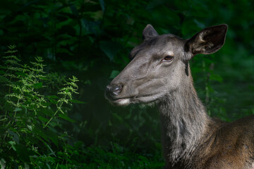 Detail of the head of a European red deer doe.