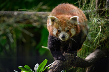 Red panda on a branch. © lapis2380