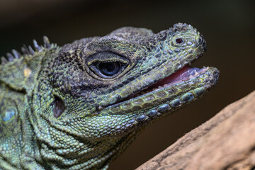 A green lizard with a gaping mouth.