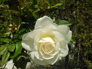 The beautiful Rose flower in garden