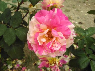 The beautiful Rose flower in garden