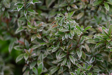 A shrub with green leaves and a whitish edge.