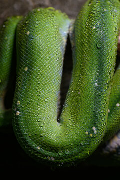 Drops of water on the skin of a tree python.