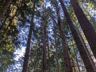 Trees in Redmond Watershed Preserve, WA