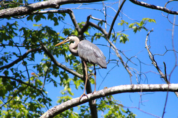 Heron on a branch