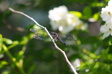 Beautiful Dragonfly