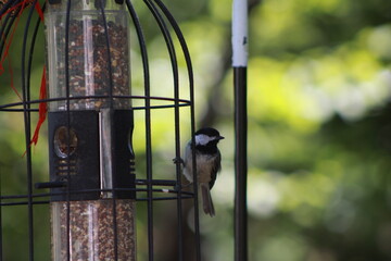 Busy Bird Feeder