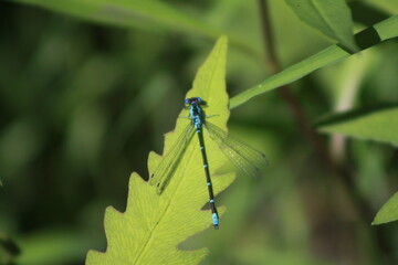 Blue Dragonfly