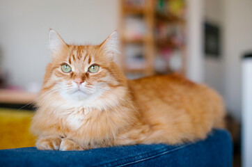 Domestic red tubby cat at home on a cozy blue yellow sofa